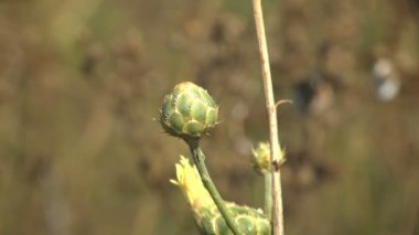 Yeşil arka planda yaz çayırında duran kır çiçeği tomurcuğu.