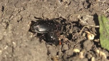 Alphitobius, Tenebrionidae familyasındaki böcekleri koyulaştırıyor. Biri siyah, diğeri turuncu benekli. Tenebrionidae familyasından. Tenebrionidae familyasından. makro görünüm böceği