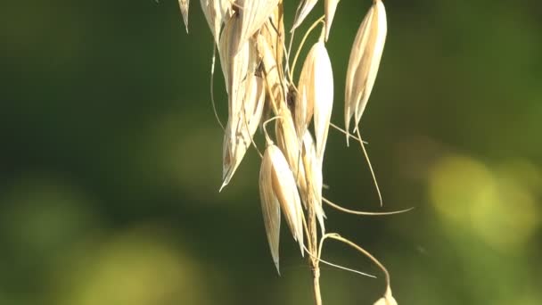 Macro View Plant Few Ripe Grains Stem Avena Fatua Food — ストック動画