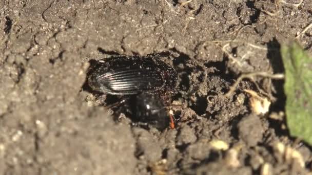 Alphitobius Escarabajo Familia Tenebrionidae Uno Negro Otro Con Manchas Anaranjadas — Vídeos de Stock