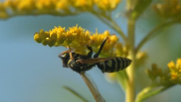 大型昆虫黄皮 黄色条纹 在野花上采集花粉 金黄色的枝条 开在紫锥菊科植物上 — 图库视频影像