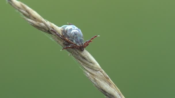 Tick Ixodes Ricinus Objednat Parazity Sedí Stonku Trávy Připraven Zaútočit — Stock video