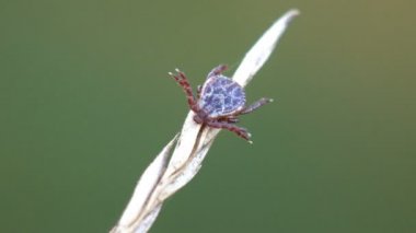 Tick, Ixodes ricinus, Parasitiformes siparişi, çim gövdesine oturup insana ya da hayvana saldırmaya hazır. Ön kavrama bacaklarını aç. Makro böcek 