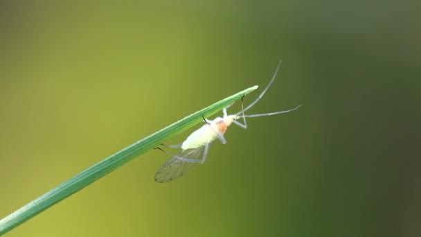 长胡子的绿色小苍蝇 在早晨的阳光下是透明的 栖息在草茎上 昆虫大叶 — 图库视频影像