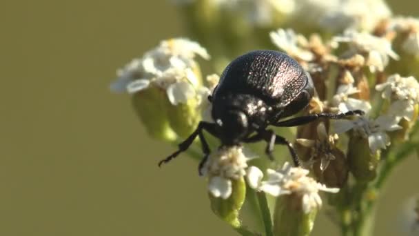 Darkling Beetle Alphitobius Tenebrionidae Alphitobiini Sentado Pequeñas Flores Silvestres Blancas — Vídeos de Stock