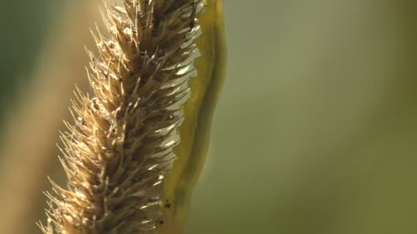 Small Green Caterpillar Sits Dry Stem Seeds Sways Wind — Stock Video