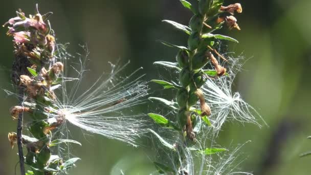 여름에 초원에서 민들레씨와 거미줄이 식물들의 환상적 — 비디오
