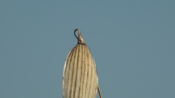 宏观上看植物 一种成熟的谷物在人类和牲畜的食物来源 Avena Fatua的茎上 生长在农田里 — 图库视频影像