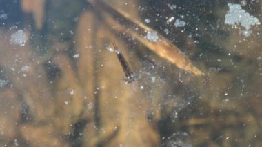 Suyun her bir larva ve pupa evresi arasında deri değiştirme olur, orman bataklığının sularında yüzer. Vahşi hayatta makroyu görüntüle