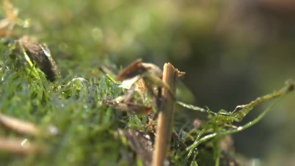 Ligia Oceanica Mořská Břidlice Mořská Břidlice Nebo Mořský Šváb Malá — Stock video