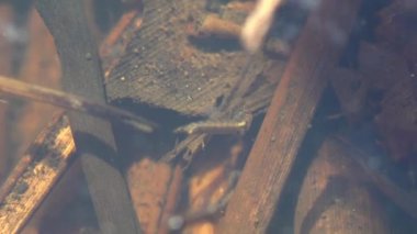 Suyun her bir larva ve pupa evresi arasında deri değiştirme olur, orman bataklığının sularında yüzer. Vahşi hayatta su altında makroyu görüntüle