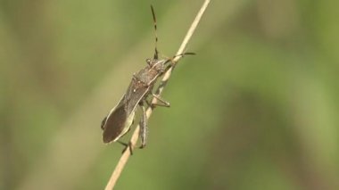 Gree Alydidae, geniş başlı böcekler olarak, yakın akraba Coreidae (yaprak ayaklı böcekler ve akrabalar) familyasına çok benzer.)