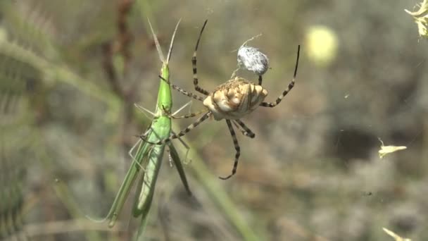 Argiope Lobata Sitzt Auf Spinnennetzen Und Attackiert Spulen Leptysma Marginicollis — Stockvideo