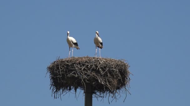 白い羽を持つ2本の鶴は 柱の上に高く吊るされた古い巣の上に立つ — ストック動画