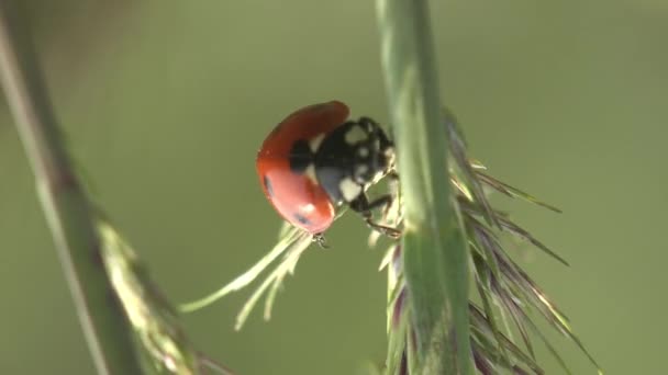 Coccinellidae Mint Katicabogarak Katicabogarak Mint Igazi Bogarak Préda Levéltetvek Vagy — Stock videók