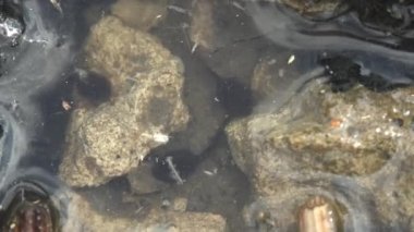 Kurbağa yavrusu, polywog bir amfibyumun yaşam döngüsünün larva evresidir, kurbağa. Kurbağa yavruları orman bataklığında kaotik bir şekilde su altında hareket eder. Makro sualtı yaban hayatı