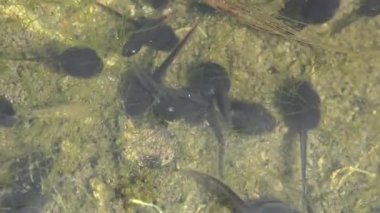 Kurbağa yavrusu, polywog bir amfibyumun yaşam döngüsünün larva evresidir, kurbağa. Kurbağa yavruları orman bataklığında kaotik bir şekilde su altında hareket eder. Makro sualtı yaban hayatı
