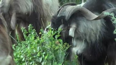 Büyük boynuzları olan kara keçi yeşil çayırlarda, yamaçtaki beyaz evcil keçiler arasında otluyor. Keçi çobanlığı
