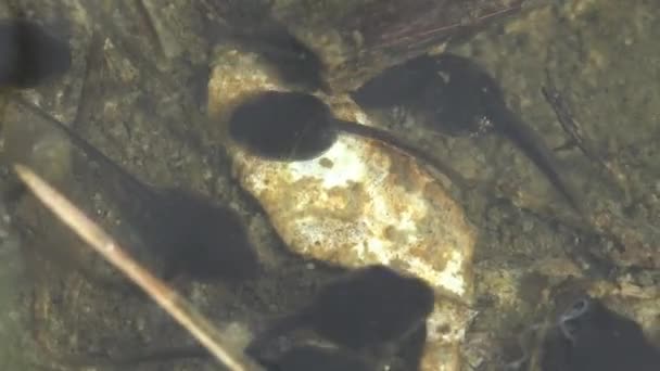 Tadpole Pollywog Estágio Larval Ciclo Vida Anfíbio Sapo Girinos Movem — Vídeo de Stock