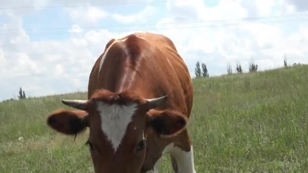 Cow Steps Operator Camera Wobble — Stock Video