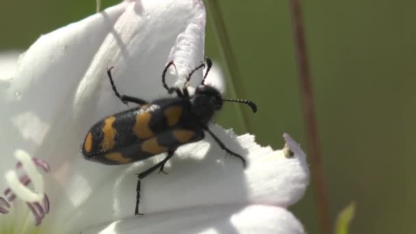 Orang Mylabris Mylabris Fricincta Come Pétalas Uma Flor Branca Campo — Vídeo de Stock