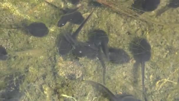 Tadpole Pollywog Egy Kétéltű Lárva Életciklusa Béka Ebihalak Kaotikusan Mozognak — Stock videók