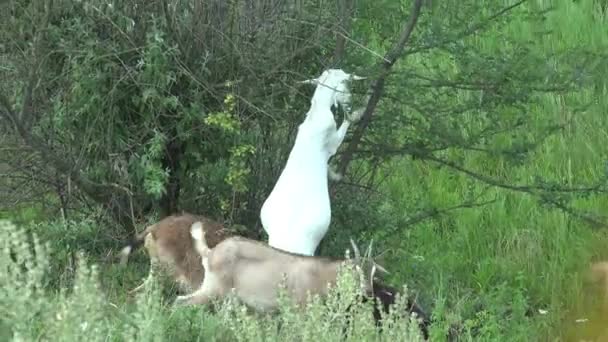 白い若いヤギは後ろ足に立って緑の茂みの枝を食べる — ストック動画