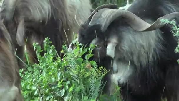 Black Goat Large Curved Horns Grazes White Domestic Goats Hillside — Stock Video