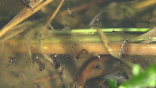 第3段階の蚊は 幼虫が森の沼の暗い水の表面に浮かび 第4段階に移動する準備ができています 野生動物のマクロビュー昆虫 — ストック動画
