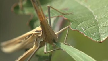 Acrida Cinerea, Doğu 'lu uzun saçlı çekirge / çekirge, Çin çekirgesi yaz otlağında yeşil çimen yaprakları yiyor. Vahşi yaşam için makro böcek görünümü