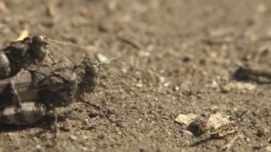 Kur yapma oyunu bir wo Dissosteira carolina, Carolina çekirgesi grisi, Carolina çekirgesi çekirgesi, siyah kanatlı çekirge, yol temizleyicisi ya da kuveykır, çayırda oturuyor. Vahşi yaşamın Macro görünümü