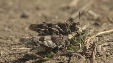 Kur yapma oyunu bir wo Dissosteira carolina, Carolina çekirgesi grisi, Carolina çekirgesi çekirgesi, siyah kanatlı çekirge, yol temizleyicisi ya da kuveykır, çayırda oturuyor. Vahşi yaşamın Macro görünümü