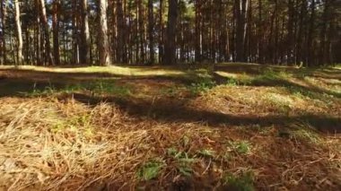 Sabah koşusu, alttaki odanın kuru iğneler boyunca hareketi, eski yapraklar, yaşlı uzun ağaçlı çam ormanları arasında