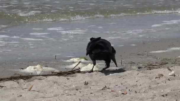 Karga Corvus Cinsinin Bir Kuşudur Kara Karga Deniz Kıyısında Yiyecek — Stok video