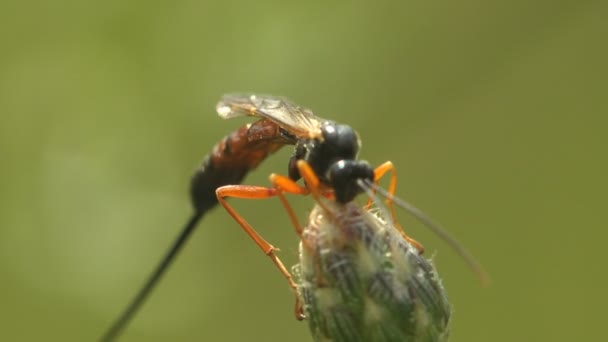 Ammophila Sabulosa Red Banded Sand Wasp Subfamily Ammophilinae Hunting Wasp — Stock Video