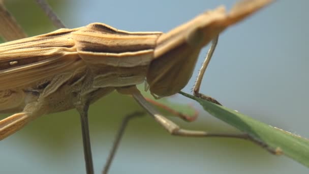 Acrida Cinerea Oriental Longheaded Grasshopper Locust Chinese Grasshopper Eating Green — стоковое видео