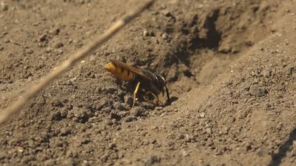 Chaqueta Avispa Amarilla Cava Agujero Carretera Tirando Arena Lado Macro — Vídeo de stock