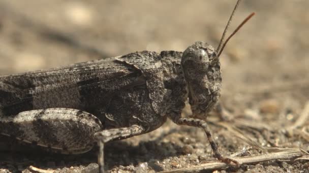 Dissosteira Carolina Cavalletta Della Carolina Cavalletta Della Carolina Cavalletta Alata — Video Stock