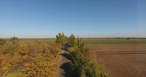 풍경을 공중에서 내려다본 햇볕에 그을리는 나무들에 농경지 가운데있다 — 비디오
