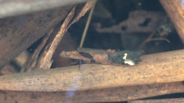 Caddisfly, ya da Trichoptera sipariş ormanda küçük bir bataklık boyunca sürünerek, yiyecek aramak - diğer böcekler. Suyun altında makro böceği görüntüle