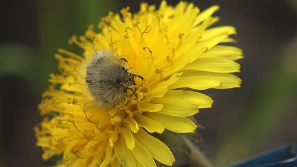 Rozhlédněte Květině Hmyz Oxythyrea Funesta Brouk Sedí Žlutém Květu Makro — Stock video