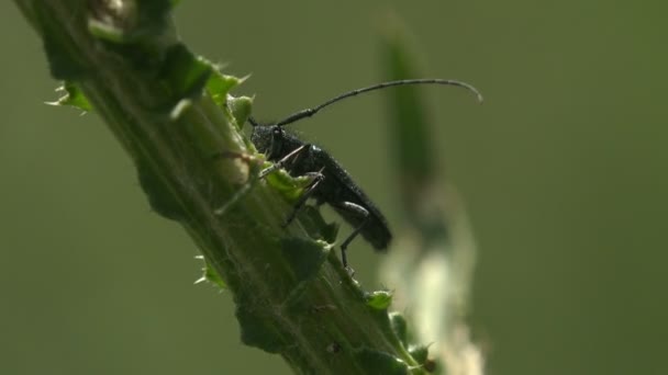 Cerambycidae Uma Espécie Insetos Coleópteros Polífagos Pertencente Família Chrysomelidae Vista — Vídeo de Stock