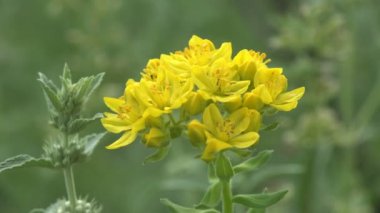 Yaz nehrinin kıyısındaki çayırlar arasında büyüyen sarı kır çiçeği.