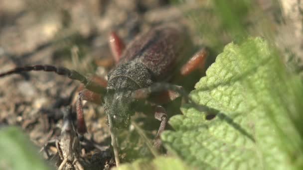 Longhorn Beetle Dorcadion Chrząszcz Rodziny Cerambycidae Chowający Się Pod Zielonym — Wideo stockowe