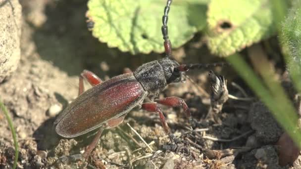 Longhorn Beetle Dorcadion Kumbang Dalam Keluarga Cerambycidae Bersembunyi Bawah Daun — Stok Video