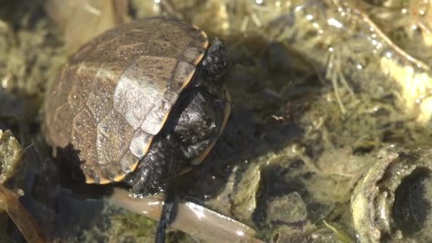 Boby Une Petite Tortue Été Sauvée Après Une Grave Sécheresse — Video