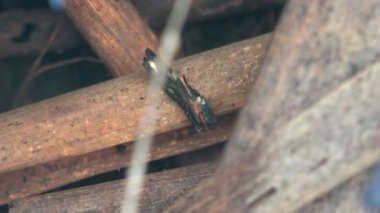 Caddisfly, ya da Trichoptera sipariş ormanda küçük bir bataklık boyunca sürünerek, yiyecek aramak - diğer böcekler. Suyun altında makro böceği görüntüle