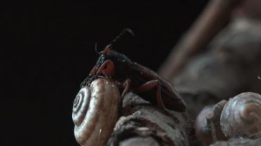 Kamera, kahverengi ladin böceği Tetropium fuscum etrafında uçan Cerambycidae familyasından bir böcek türüdür. Kahverengi ladin boynuzu ladin ağaçlarının baş belasıdır. Böcek etrafında makro görünüm