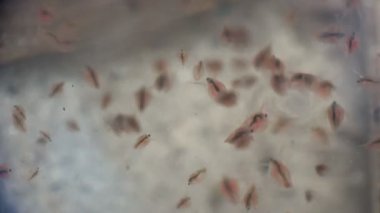 Su pireleri bir orman nehrinin kirli sularında yüzer. Cladocera genellikle su pireleri olarak adlandırılan küçük kabuklulardan oluşan bir tarikattır. Su altı yaşamındaki Makro Bakış Kabuklular