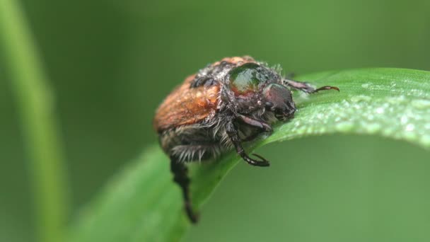 Amphimallon Assimile Una Especie Escarabajo Melolonthinae Temprano Mañana Verano Sienta — Vídeos de Stock